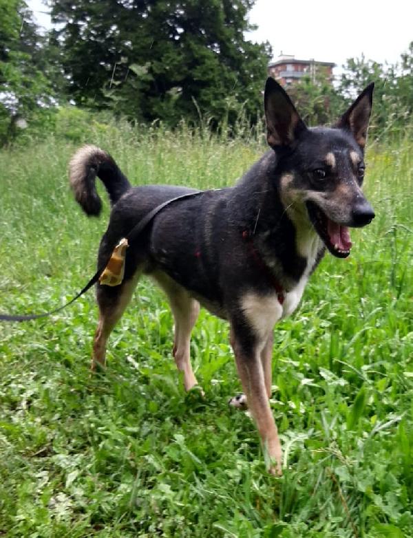 Bolt idoneo a tutti, taglia media contenuta Foto 4